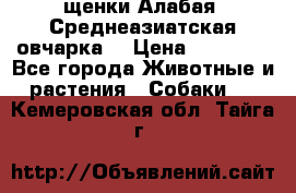 щенки Алабая (Среднеазиатская овчарка) › Цена ­ 15 000 - Все города Животные и растения » Собаки   . Кемеровская обл.,Тайга г.